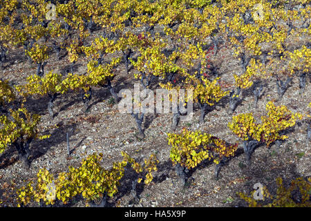 Vigneto in autunno, Domaine de l'Hortus, Languedoc-Roussillon, Francia Foto Stock