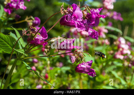 L'Himalayan Balsamina Impatiens glandulifera, pianta invasiva, battenti bumblebee Foto Stock