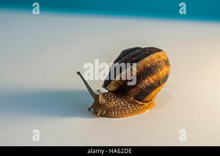 Va a passo di lumaca con mollusco Foto Stock