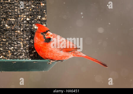 Maschio Cardinale settentrionale seduto su un seme alimentatore in tempesta di neve Foto Stock