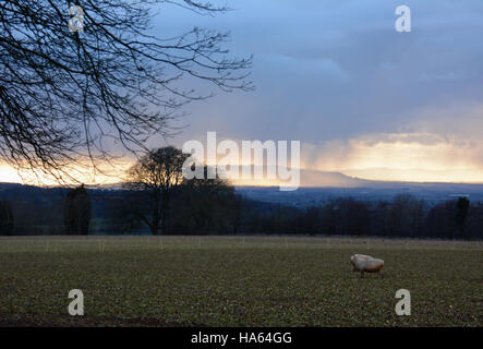 Una scena invernale su campi verso lontane colline come pioggia che cade sui Vale of Evesham teste per Broadway e pecore al pascolo Foto Stock