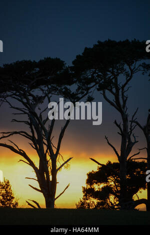 Davvero drammatica silhouette di alberi contro una pioggia di oscuramento cielo pieno di abbassamento sopra una banda di ancora incandescente tramonto Foto Stock