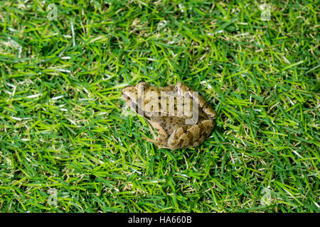 Un po' di rana verde seduta in erba Foto Stock