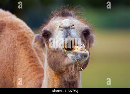 Cammelli Bactarian Camelus bactrianus mangiare Foto Stock