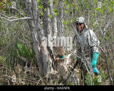 I progetti del FWS Recovery Act si concentrano sul ripristino e la conservazione del Arthur R. Marshall Loxahatchee National Wildlife Refuge in Florida. Finanziati attraverso l'American Recovery and Reinvestment Act, questi progetti supportano il ripristino dell'habitat, il controllo delle specie invasive e gli sforzi di gestione delle acque, contribuendo a preservare gli ecosistemi e la biodiversità unici del rifugio. Foto Stock