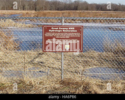 Il Great Swamp National Wildlife Refuge è un'area chiave per il recupero della fauna selvatica ai sensi dei progetti FWS Recovery Act. Queste iniziative si concentrano sul ripristino degli habitat, sulla conservazione della biodiversità e sul sostegno delle specie minacciate nell'ambiente protetto del rifugio. Foto Stock