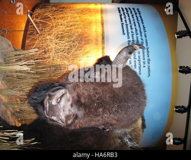 Una foto dal FWS Recovery Act Projects di Buffalo, che mostra gli sforzi per il recupero ambientale e il ripristino dell'habitat. L'immagine mette in evidenza i progressi compiuti nel quadro delle iniziative finanziate dal governo per la conservazione ecologica. Foto Stock