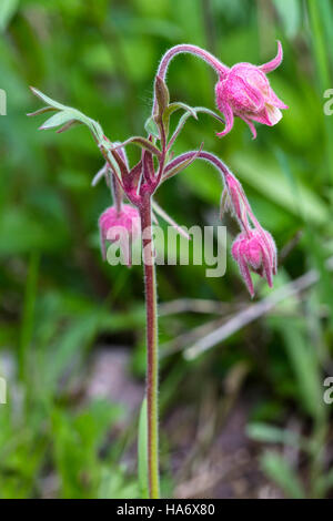 14803521657 rockynps Prarie fumo - Geum triflorum, Foto Stock