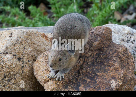 14807096239 rockynps Pika, Rock Cut, 8-5-2013 Foto Stock