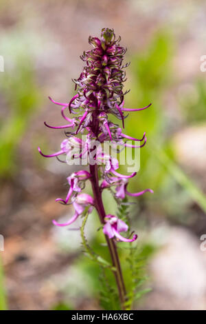 L'Elephant's Head Lousewort (Pedicularis groenlandica) è un fiore selvatico che si trova nel Parco Nazionale delle Montagne Rocciose. Prospera in ambienti ad alta quota e si aggiunge alla biodiversità del parco, contribuendo agli studi ecologici e agli sforzi di conservazione. Foto Stock