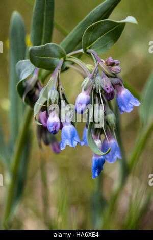 14989661482 rockynps rintocchi delle campane - Mertensia ciliata Foto Stock