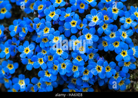 Un primo piano dell'Eritrichum aretioides (Forget-me-Not) alpino nel Parco Nazionale delle Montagne Rocciose. La specie è una parte importante degli ecosistemi alpini, e questa foto mette in evidenza la variegata vita vegetale e gli sforzi di conservazione del parco. Foto Stock