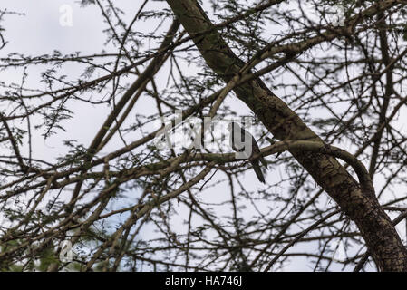 Un cuculo comune arroccato in una struttura ad albero Foto Stock