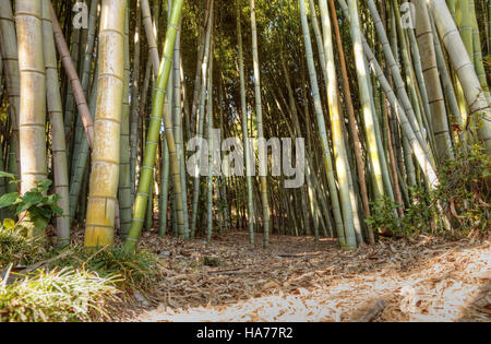 Percorso di bambù con spessi cinesi di bamboo di altezza crescente e raggiungendo skyward Foto Stock