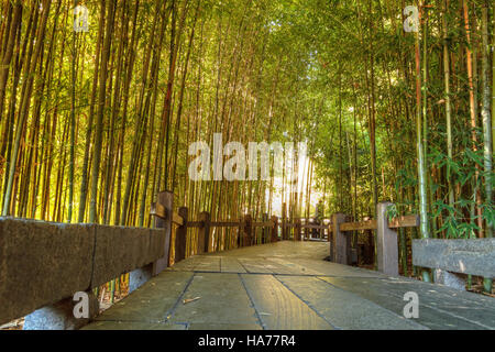 Percorso di bambù con spessi cinesi di bamboo di altezza crescente e raggiungendo skyward Foto Stock