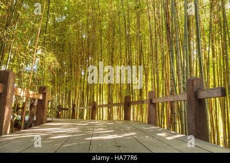 Percorso di bambù con spessi cinesi di bamboo di altezza crescente e raggiungendo skyward Foto Stock