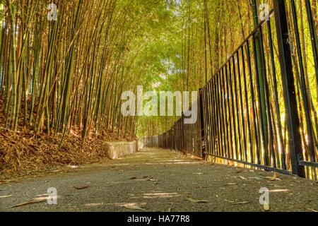 Percorso di bambù con spessi cinesi di bamboo di altezza crescente e raggiungendo skyward Foto Stock