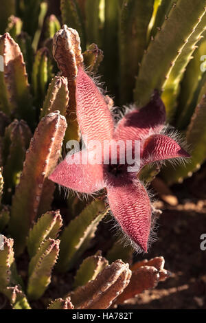 Fiore rosso fiorisce su una Stapelia gigantea cactus ed è anche chiamato starfish fiore e cresce in Africa Foto Stock