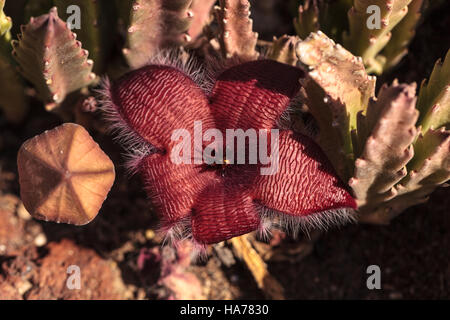 Fiore rosso fiorisce su una Stapelia gigantea cactus ed è anche chiamato starfish fiore e cresce in Africa Foto Stock