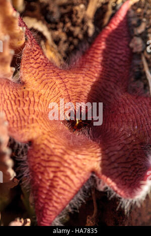 Fiore rosso fiorisce su una Stapelia gigantea cactus ed è anche chiamato starfish fiore e cresce in Africa Foto Stock