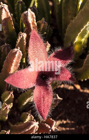 Fiore rosso fiorisce su una Stapelia gigantea cactus ed è anche chiamato starfish fiore e cresce in Africa Foto Stock