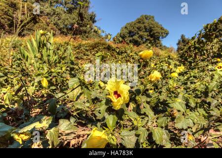 Il giallo dei fiori di ibisco con un rosso scuro center cresce su una boccola in un giardino nel sud della California Foto Stock