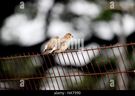 Sparrow (Passer hispaniolensis), maschio appollaiato su un grill Foto Stock