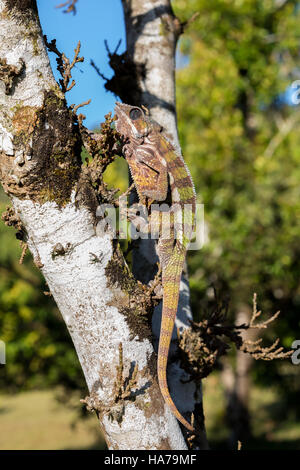 Panther chameleon (Furcifer pardalis) su albero nella foresta pluviale al Parco Masoala, Toamasina Provincia, Madagascar la fauna selvatica. Foto Stock