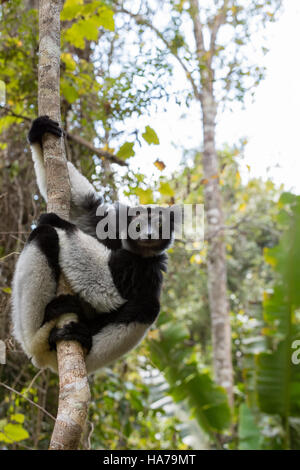 Bianco e nero lemure (Indri Indri Indri Indri), chiamato anche il babakoto, impiccato sulla struttura ad albero. Indri è il più grande lemure vive. Andasibe - Analamazaotra compit Foto Stock