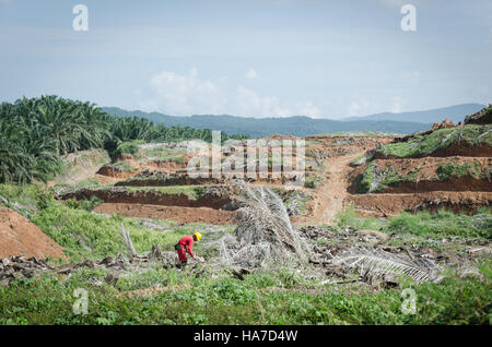 La deforestazione per l'olio di palma, lavorando sulle piantagioni di palma a Sabah, Malaysian Borneo. Foto Stock