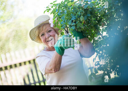 Senior donna piante di fresatura con forbici Foto Stock