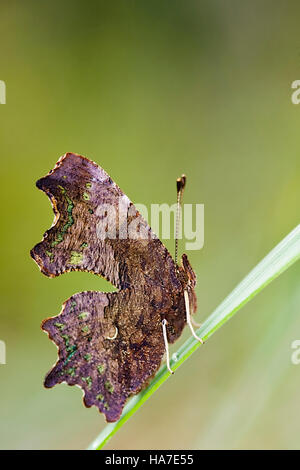 Virgola (Polygonia c-album) Foto Stock