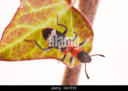 Ant Beetle (Thanasimus formicarius) Foto Stock