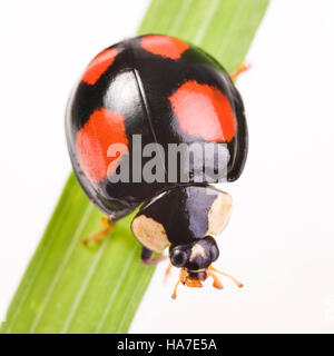 Due macchie Lady Beetle (Adalia bipunctata), specie nero Foto Stock