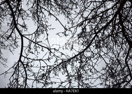 Abstract in bianco e nero e a colori bianco sagome di rami di alberi contro il cielo Foto Stock