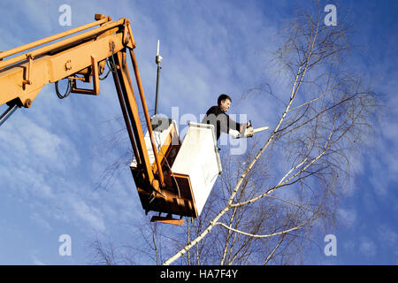 Un uomo con una sega a nastro su un carrello di sollevamento il taglio si dirama un albero birk Foto Stock
