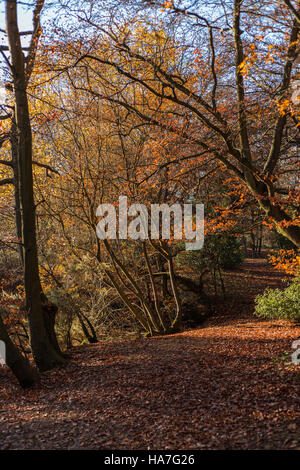 Colore di autunno nella Foresta di Epping con foglia sentiero disseminato Foto Stock