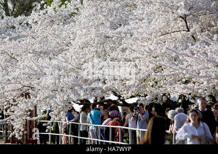 I fiori di ciliegio fioriscono a Washington, D.C., creando un'incredibile esposizione di nuvole di petali lungo il bacino delle maree. Questo evento annuale mette in risalto sia la bellezza naturale che il significato culturale, attirando visitatori da tutto il mondo a testimoniare lo spettacolo. Foto Stock