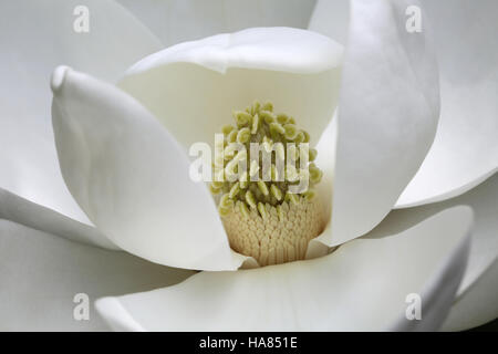 Bianco fiore di magnolia close up, Carolina del Sud Foto Stock