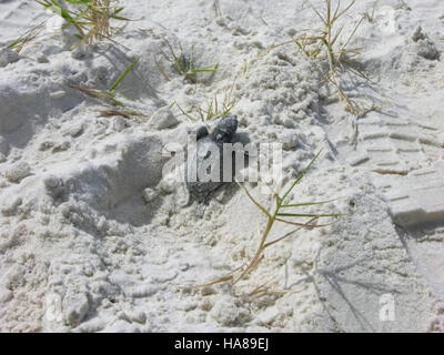 5039512768 usfwsendsp minacciate di Kemp Ridley sea turtle hatchling (Lepidochelys kempii) Foto Stock