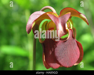 5099618650 usfwsendsp minacciate dolce di montagna pianta brocca (Sarracenia rubra jonesii) Foto Stock