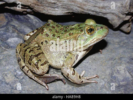 5102748532 usfwsendsp minacciato Chiricahua leopard frog (Rana chiricahuensis), Coconino National Forest, Arizona Foto Stock