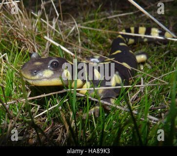 5839496761 usfwsendsp in via di estinzione⁄minacciato California Tiger Salamander (Ambystoma californiense) Foto Stock
