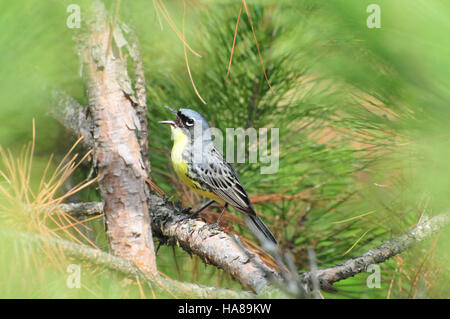 6218142114 usfwsendsp minacciate di Kirtland trillo (Dendroica kirtlandii) Foto Stock