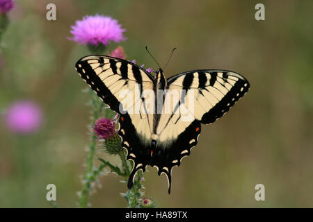 La Tiger Swallowtail (Papilio glaucus) è una grande e suggestiva farfalla comunemente diffusa nel Midwest degli Stati Uniti. Conosciuta per le sue ali a strisce gialle e nere, è una specie che prospera nelle aree boscose e nei giardini, nutrendosi di nettare proveniente da vari fiori e contribuendo all'impollinazione. Foto Stock