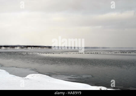 Le anatre sul lago Michigan evidenziano la biodiversità della regione, dove gli uccelli acquatici prosperano negli habitat naturali delle terre pubbliche e dei parchi nazionali. Foto Stock