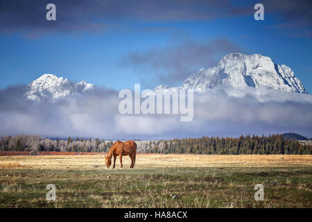 Cavallo al pascolo nel Parco Nazionale di Grand Teton, Wyoming negli Stati Uniti. Foto Stock