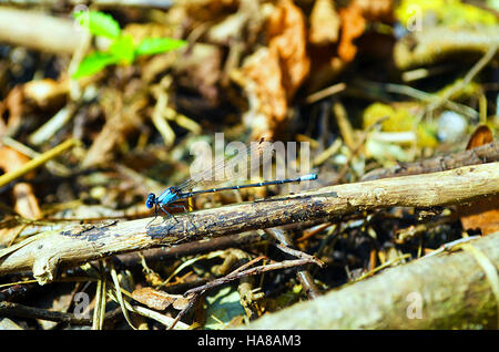 15224257436 usfwsmidwest Blu-fronteggiata ballerina Foto Stock