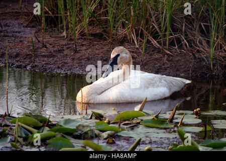 15248808083 usfwsmidwest Trumpeter Swan Foto Stock