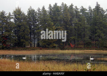 15274471847 usfwsmidwest Trumpeter Swans a Seney National Wildlife Refuge Foto Stock